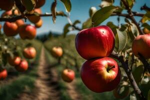 manzanas son creciente en el árbol en un huerta. generado por ai foto