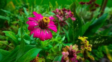 Purple Flower at the garden photo