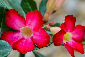 flor roja de cerca foto