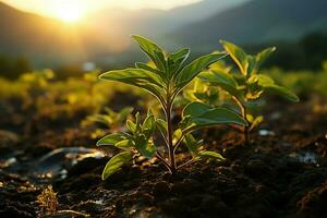 Beautiful view of a tea field plantation, vineyard farm or strawberry garden in the green hills at sunrise concept by AI Generated photo