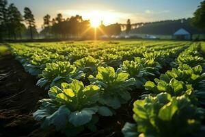 Beautiful view of a tea field plantation, vineyard farm or strawberry garden in the green hills at sunrise concept by AI Generated photo