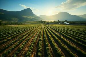 Beautiful view of a tea field plantation, vineyard farm or strawberry garden in the green hills at sunrise concept by AI Generated photo