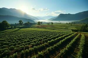 Beautiful view of a tea field plantation, vineyard farm or strawberry garden in the green hills at sunrise concept by AI Generated photo