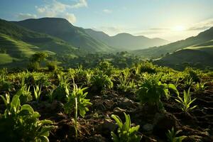 Beautiful view of a tea field plantation, vineyard farm or strawberry garden in the green hills at sunrise concept by AI Generated photo