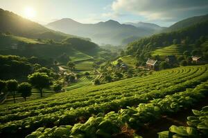 Beautiful view of a tea field plantation, vineyard farm or strawberry garden in the green hills at sunrise concept by AI Generated photo