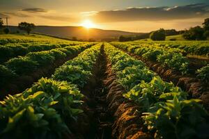 hermosa ver de un té campo plantación, viñedo granja o fresa jardín en el verde colinas a amanecer concepto por ai generado foto