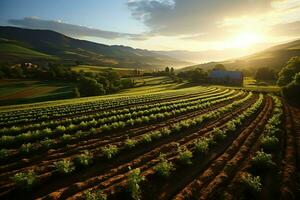 Beautiful view of a tea field plantation, vineyard farm or strawberry garden in the green hills at sunrise concept by AI Generated photo