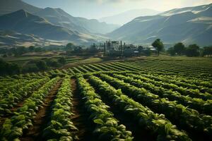 hermosa ver de un té campo plantación, viñedo granja o fresa jardín en el verde colinas a amanecer concepto por ai generado foto