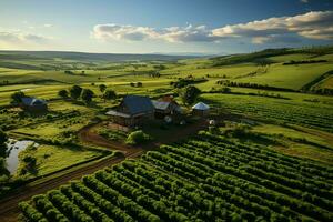 Beautiful view of a tea field plantation, vineyard farm or strawberry garden in the green hills at sunrise concept by AI Generated photo