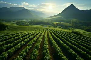 hermosa ver de un té campo plantación, viñedo granja o fresa jardín en el verde colinas a amanecer concepto por ai generado foto