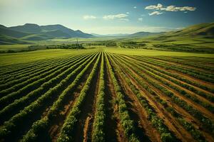 Beautiful view of a tea field plantation, vineyard farm or strawberry garden in the green hills at sunrise concept by AI Generated photo