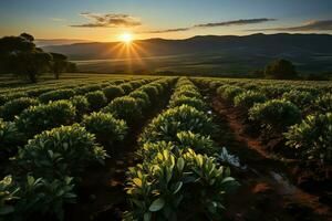 Beautiful view of a tea field plantation, vineyard farm or strawberry garden in the green hills at sunrise concept by AI Generated photo