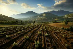 Beautiful view of a tea field plantation, vineyard farm or strawberry garden in the green hills at sunrise concept by AI Generated photo