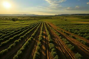 Beautiful view of a tea field plantation, vineyard farm or strawberry garden in the green hills at sunrise concept by AI Generated photo