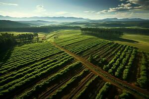 Beautiful view of a tea field plantation, vineyard farm or strawberry garden in the green hills at sunrise concept by AI Generated photo