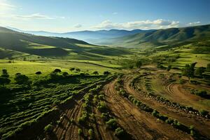 Beautiful view of a tea field plantation, vineyard farm or strawberry garden in the green hills at sunrise concept by AI Generated photo