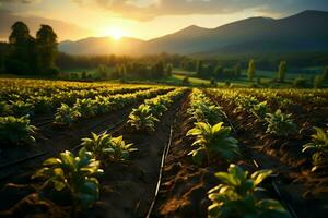 hermosa ver de un té campo plantación, viñedo granja o fresa jardín en el verde colinas a amanecer concepto por ai generado foto