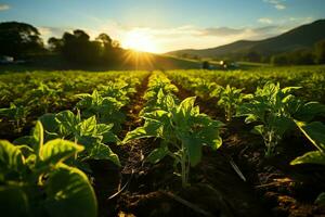 hermosa ver de un té campo plantación, viñedo granja o fresa jardín en el verde colinas a amanecer concepto por ai generado foto