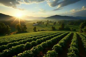 hermosa ver de un té campo plantación, viñedo granja o fresa jardín en el verde colinas a amanecer concepto por ai generado foto