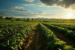 hermosa ver de un té campo plantación, viñedo granja o fresa jardín en el verde colinas a amanecer concepto por ai generado foto