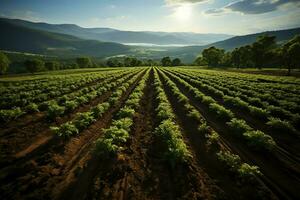 hermosa ver de un té campo plantación, viñedo granja o fresa jardín en el verde colinas a amanecer concepto por ai generado foto