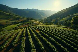 Beautiful view of a tea field plantation, vineyard farm or strawberry garden in the green hills at sunrise concept by AI Generated photo