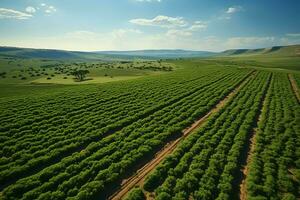 hermosa ver de un té campo plantación, viñedo granja o fresa jardín en el verde colinas a amanecer concepto por ai generado foto