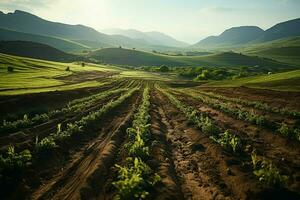 hermosa ver de un té campo plantación, viñedo granja o fresa jardín en el verde colinas a amanecer concepto por ai generado foto