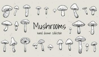 Set of hand drawn illustrations of various mushrooms champignons, fly agarics, white mushroom, oyster mushrooms. Perfect for adding a vintage and organic touch to culinary projects. Not AI generated. vector