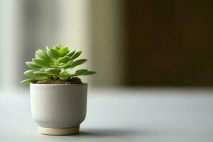 Potted succulent plant gasteria or small cactus with copy space. Home gardening and minimalist plant concept by AI Generated photo