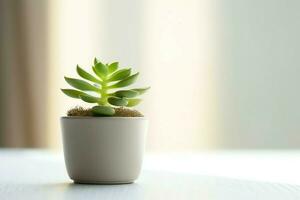 Potted succulent plant gasteria or small cactus with copy space. Home gardening and minimalist plant concept by AI Generated photo