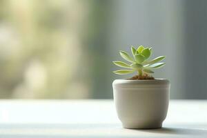 Potted succulent plant gasteria or small cactus with copy space. Home gardening and minimalist plant concept by AI Generated photo