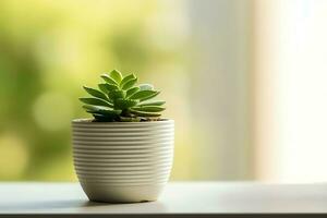 Potted succulent plant gasteria or small cactus with copy space. Home gardening and minimalist plant concept by AI Generated photo