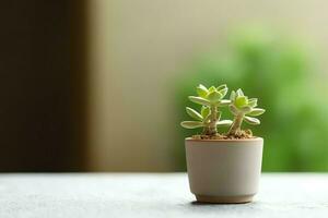 Potted succulent plant gasteria or small cactus with copy space. Home gardening and minimalist plant concept by AI Generated photo