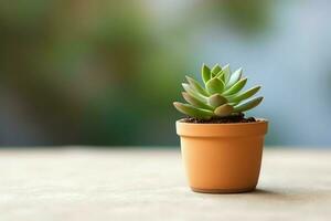 Potted succulent plant gasteria or small cactus with copy space. Home gardening and minimalist plant concept by AI Generated photo