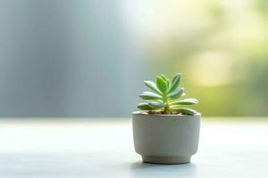 Potted succulent plant gasteria or small cactus with copy space. Home gardening and minimalist plant concept by AI Generated photo