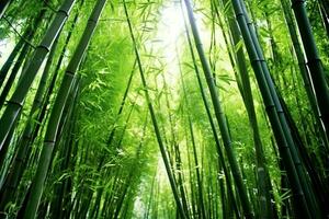 View of botanical green bamboo tropical forest in daylight. Oriental bamboo grove in china japanese concept by AI Generated photo