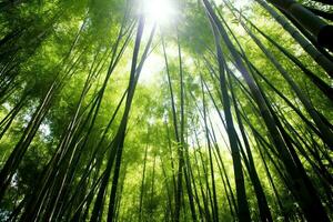 View of botanical green bamboo tropical forest in daylight. Oriental bamboo grove in china japanese concept by AI Generated photo