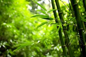 View of botanical green bamboo tropical forest in daylight. Oriental bamboo grove in china japanese concept by AI Generated photo