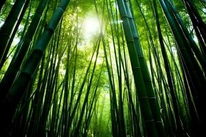 View of botanical green bamboo tropical forest in daylight. Oriental bamboo grove in china japanese concept by AI Generated photo