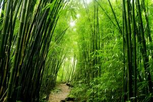 View of botanical green bamboo tropical forest in daylight. Oriental bamboo grove in china japanese concept by AI Generated photo