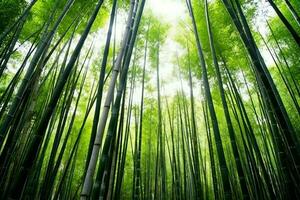 View of botanical green bamboo tropical forest in daylight. Oriental bamboo grove in china japanese concept by AI Generated photo