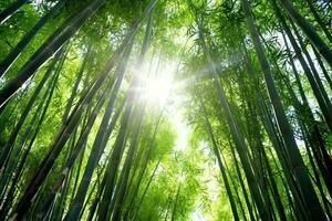 View of botanical green bamboo tropical forest in daylight. Oriental bamboo grove in china japanese concept by AI Generated photo