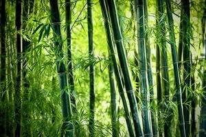 View of botanical green bamboo tropical forest in daylight. Oriental bamboo grove in china japanese concept by AI Generated photo