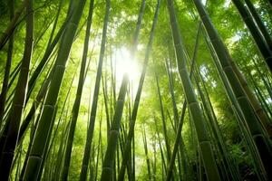 View of botanical green bamboo tropical forest in daylight. Oriental bamboo grove in china japanese concept by AI Generated photo