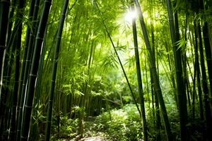 View of botanical green bamboo tropical forest in daylight. Oriental bamboo grove in china japanese concept by AI Generated photo