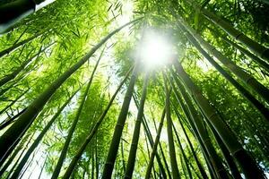 View of botanical green bamboo tropical forest in daylight. Oriental bamboo grove in china japanese concept by AI Generated photo