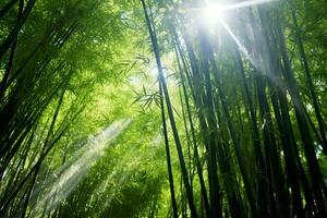 View of botanical green bamboo tropical forest in daylight. Oriental bamboo grove in china japanese concept by AI Generated photo