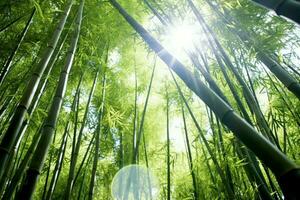 View of botanical green bamboo tropical forest in daylight. Oriental bamboo grove in china japanese concept by AI Generated photo