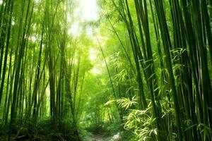 View of botanical green bamboo tropical forest in daylight. Oriental bamboo grove in china japanese concept by AI Generated photo